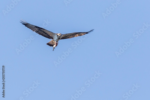 Obraz na płótnie Osprey (Pandion haliaetus) w salonie