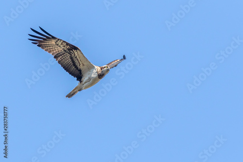 Obraz na płótnie Osprey (Pandion haliaetus) w salonie