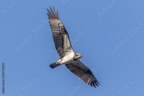 Obraz na płótnie Osprey (Pandion haliaetus) w salonie
