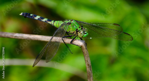 Eastern Pondhawk Dragonfly Green