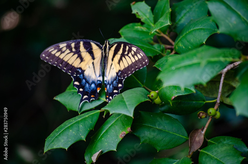 Tiger Swallowtail Female