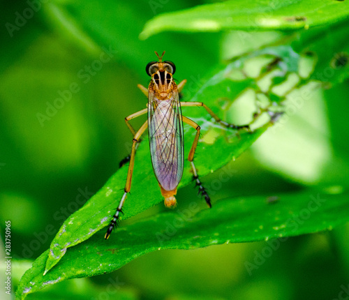 Winged Bug on Plant
