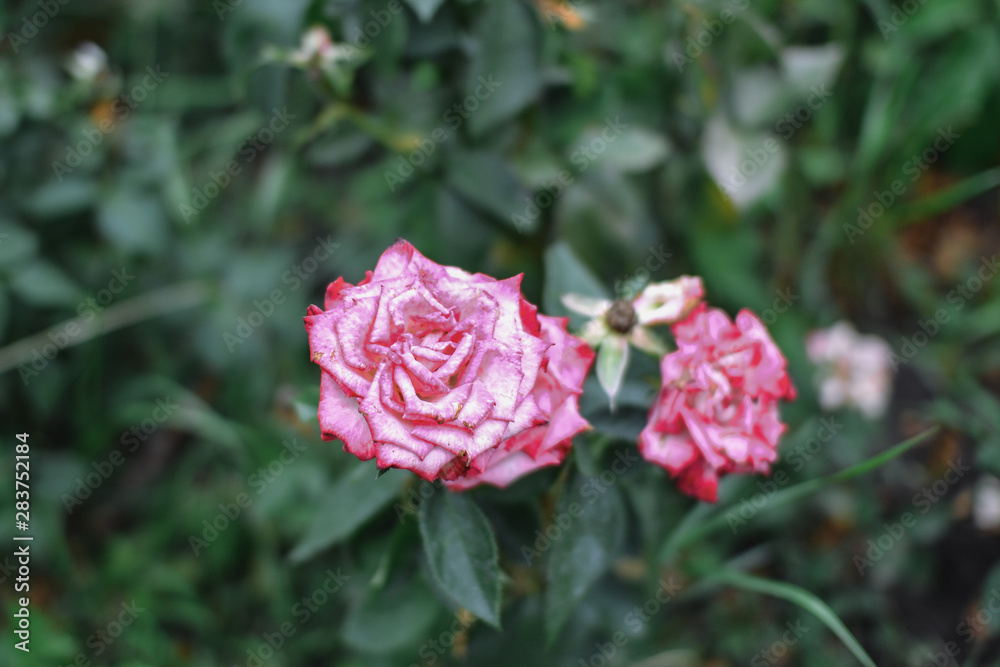 Beautiful pink climbing roses in spring in the garden Beautiful pink climbing roses in spring in the garden