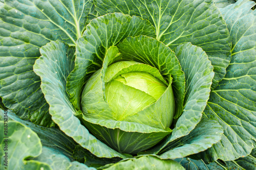 Cabbage grow in home vegetable garden. Fresh kitchen garden cabbage. Cabbage grow in home vegetable garden. Fresh kitchen garden cabbage.