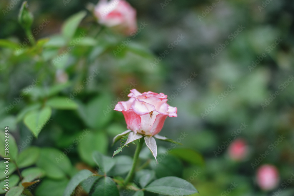 Beautiful pink climbing roses in spring in the garden