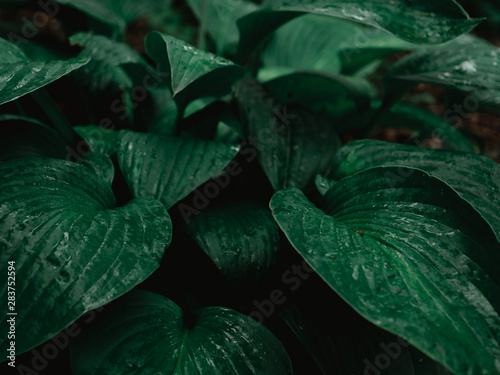 Makro Dunkelgrüne nasse Funkienblätter im Schatten  photo