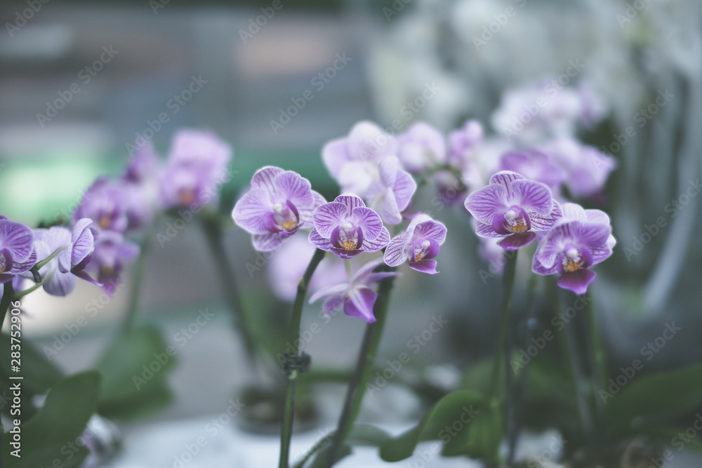 beautiful exotic orchid flowers phalaenopsis, cymbidium beautiful exotic orchid flowers phalaenopsis, cymbidium
