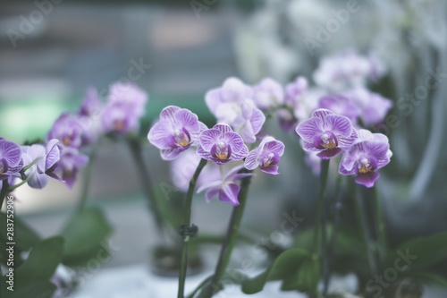  beautiful exotic orchid flowers phalaenopsis  cymbidium 