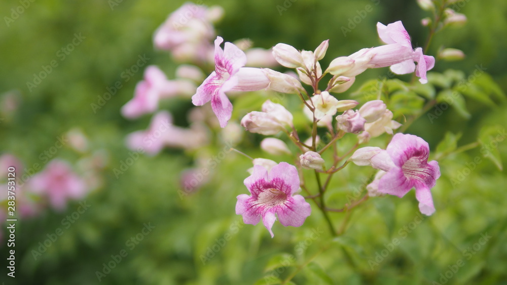 Flower Flower