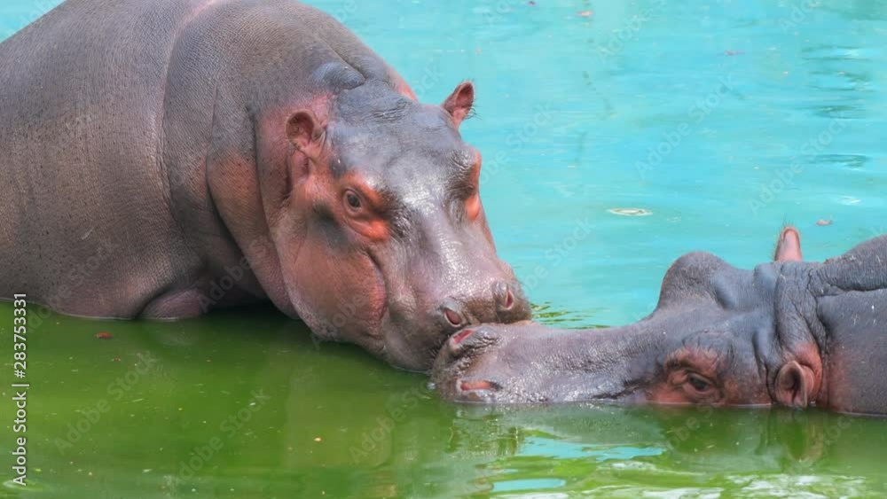 hippopotamus in water closeup shot in national park group animals wildlife hippopotamus in water closeup shot in national park group animals wildlife