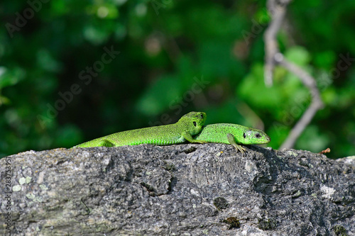 Östliche Smaragdeidechse (Lacerta viridis) im Nationalpark Prespa, Griechenland - European green lizard, Greece photo