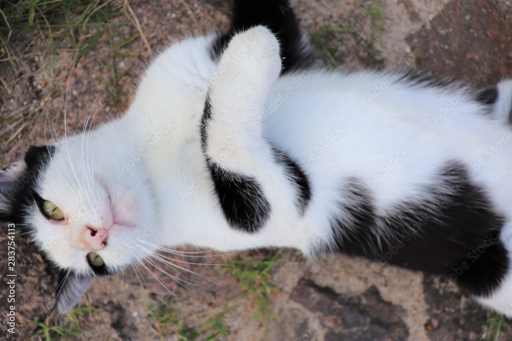 entspannter Kater auf dem Rücken liegend entspannter Kater auf dem Rücken liegend