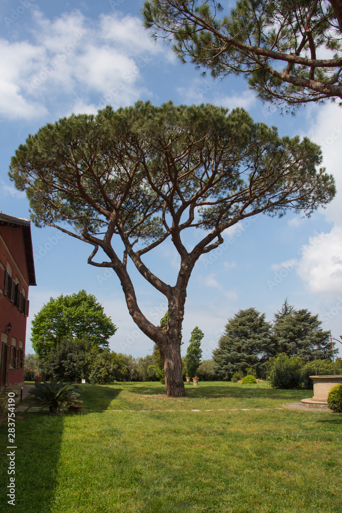 Pine tree on backyard in a sunny day. Pine tree on backyard in a sunny day.