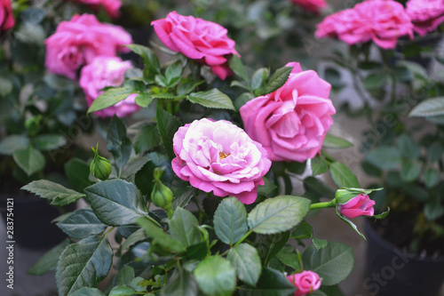 Beautiful pink climbing roses in spring in the garden