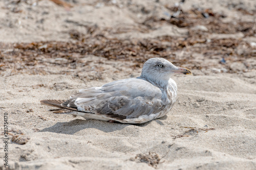 Young seagull is sitting in the sand on a dune