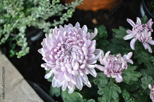 A bouquet of beautiful chrysanthemum flowers outdoors. Chrysanthemums in the garden.