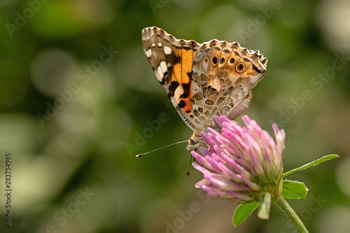 Distelfalter (Vanessa cardui)