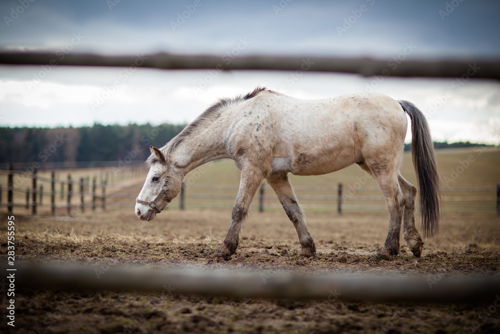 Obraz premium Horse at a stable (color toned image; shallow DOF)