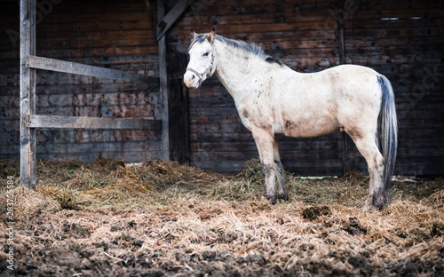 Horse at a stable (color toned image; shallow DOF)