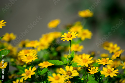 Melampodium yellow ornamental plants that are in bloom