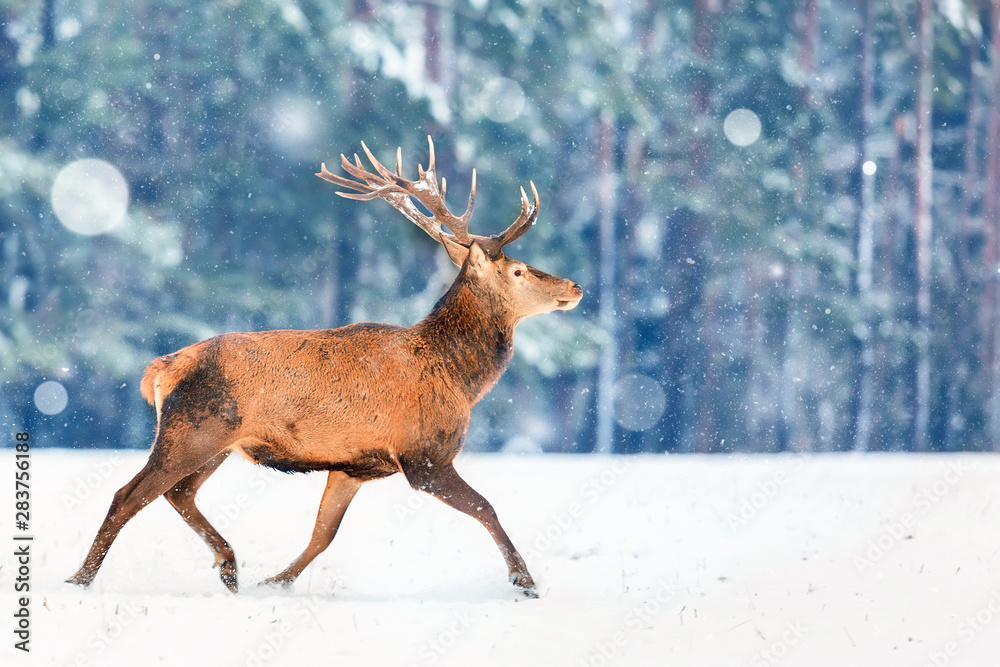Obraz premium Fantastic artistic winter christmas wildlife image. Deer running in snow against winter forest. Wildlife Christmas winter seasonal landscape.
