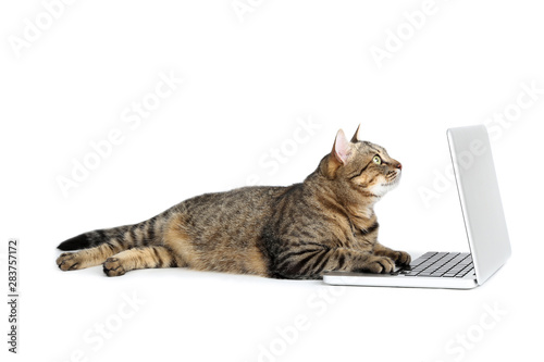 Piękny kot z laptopem leżącym na białym tle