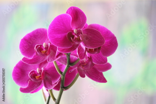 Fototapeta Naklejka Na Ścianę i Meble -  The Violet Orchids