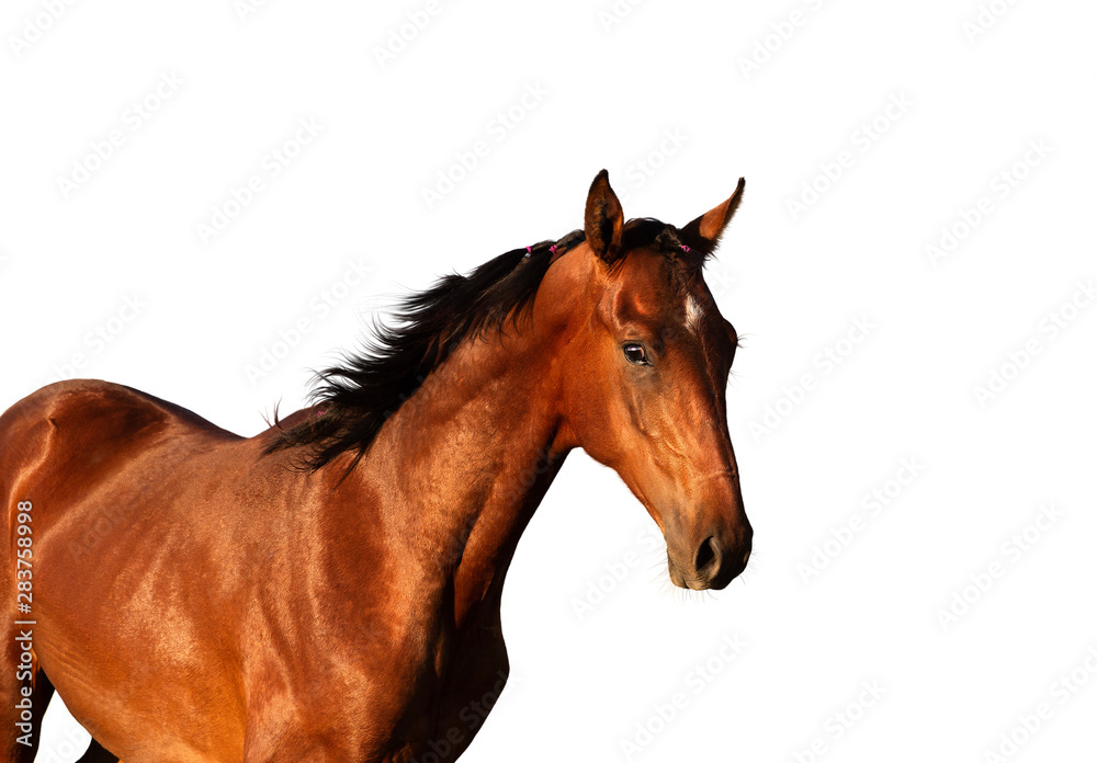Fototapeta premium horse isolated on white background