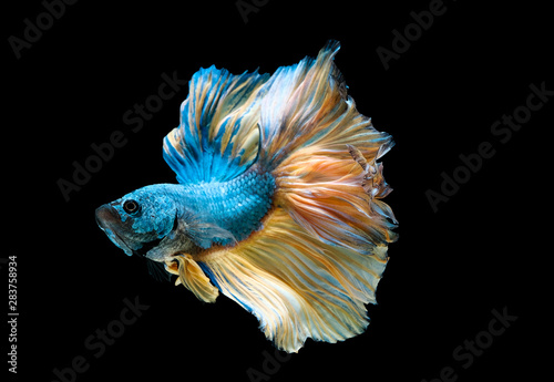 Colorful with main color of blue and yellow betta fish, Siamese fighting fish was isolated on black background. Fish also action of turn head in different direction during swim.
