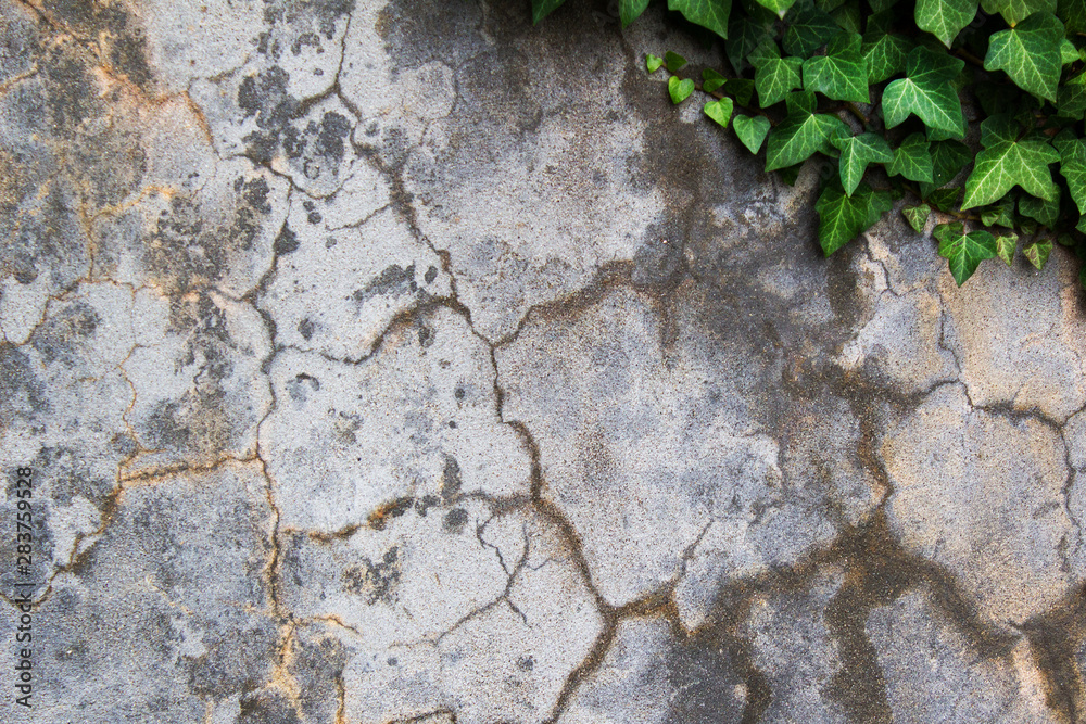 Naklejka premium old stone weathered wall texture of stone with green nature leaves