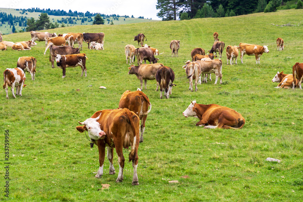 Summer Landscape in Artvin Province with Cows Grazing on Fresh Green Mountain.