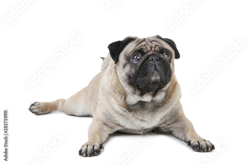 Pug dog isolated on white background