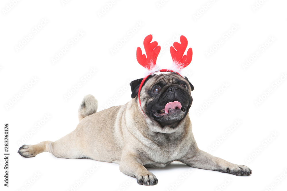 Pug dog in red horns on white background