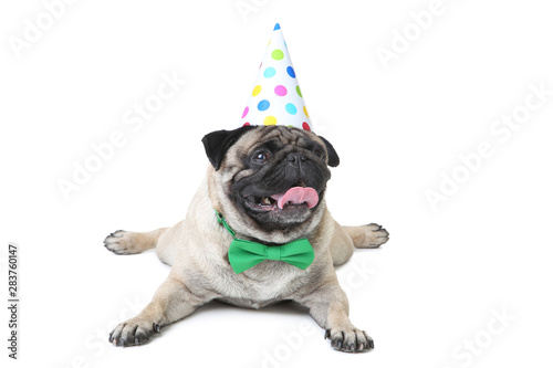 Pug dog with bow tie and birthday cap on white background