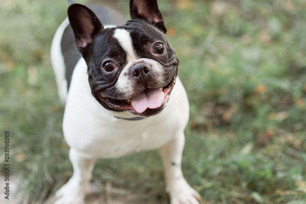 Black and white french bulldog with a collar.  Bulldog portrait.
