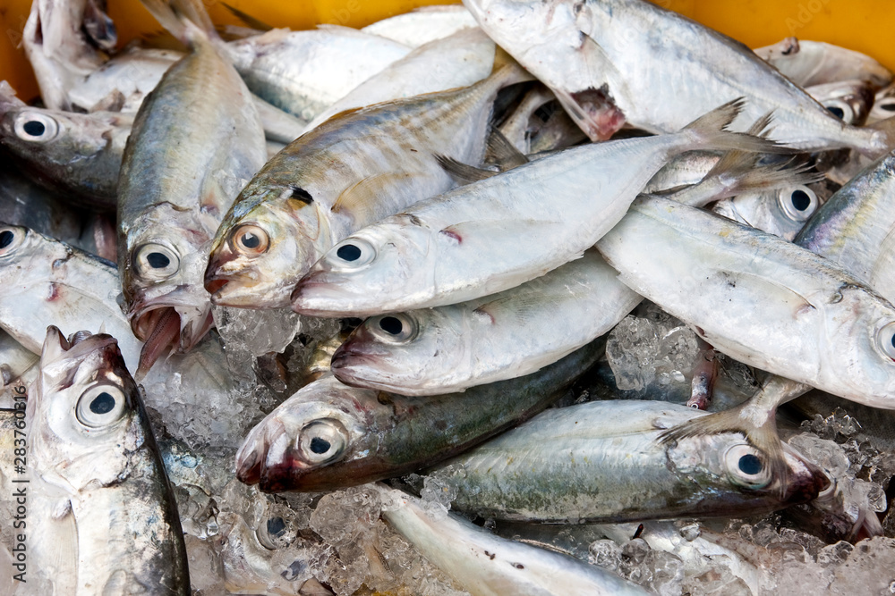 Fresh fish at the market Fresh fish at the market