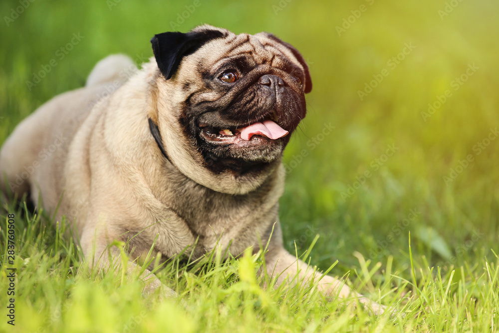 Pug dog lying on the grass in park