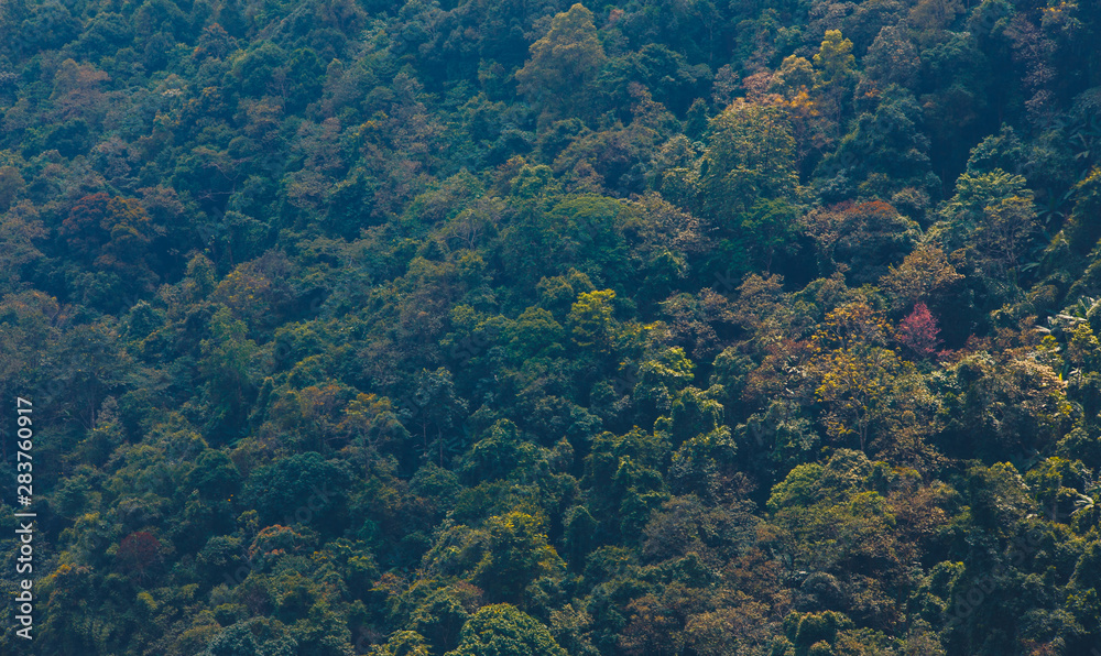 Fototapeta premium Beautiful landscape nature of forest on mountain 