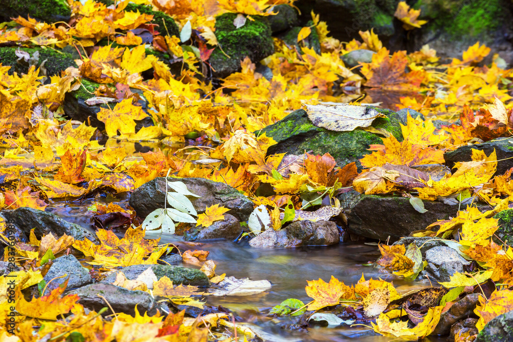 Autumn leaves by a stream with water Autumn leaves by a stream with water