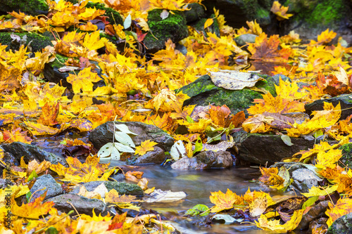 Autumn leaves by a stream with water