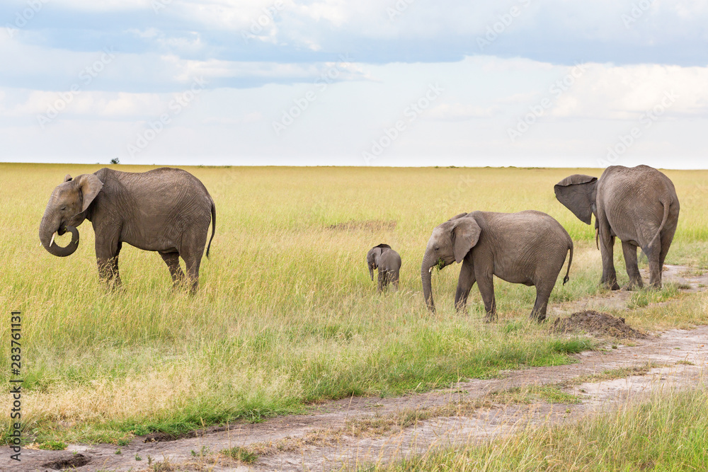 Elephants with a small calf in the savannah