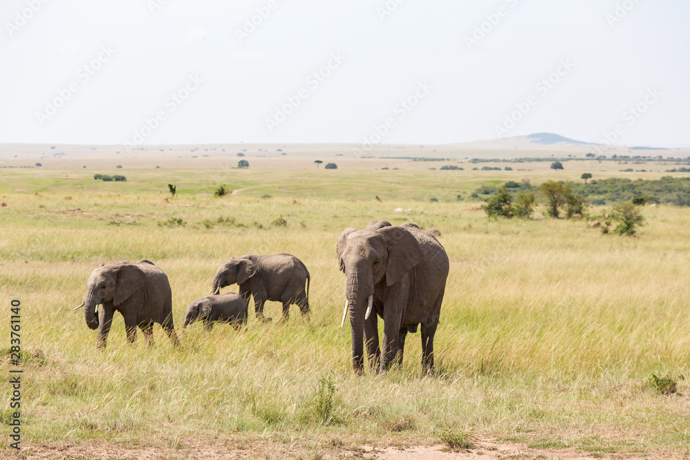 Elephants with a calf walk in savannah