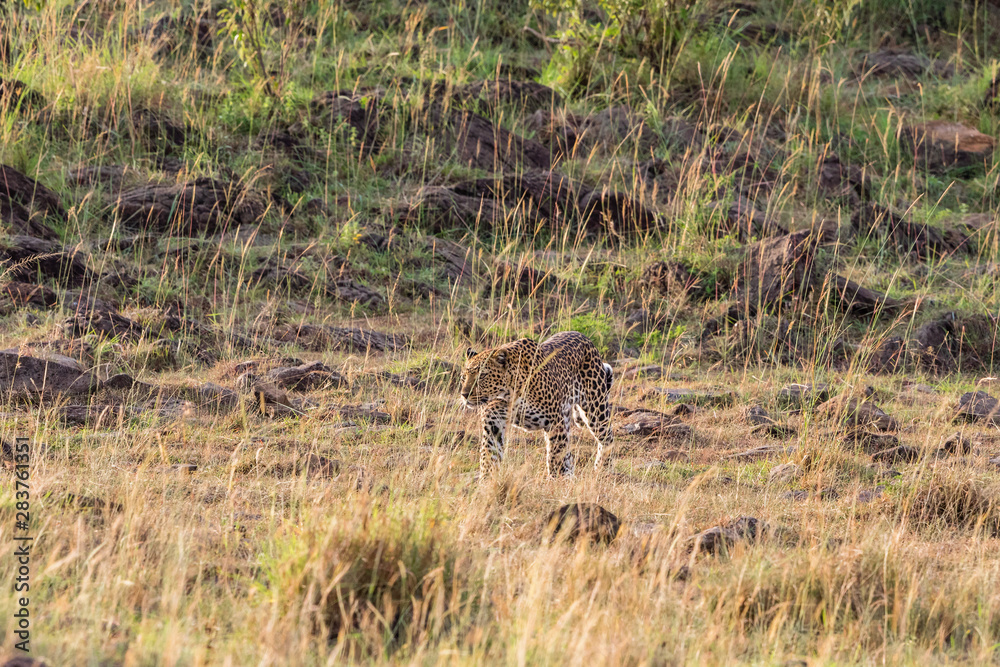Leopard in the high grass of the African savannah Leopard in the high grass of the African savannah