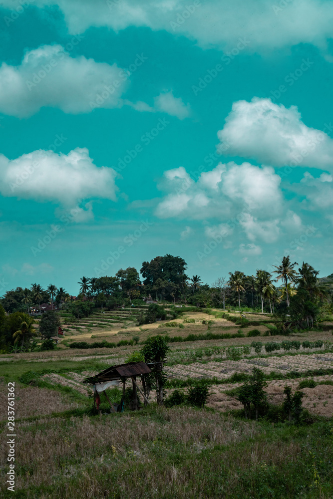 Beautiful rice fields in Bali over summer sky background, Indonesia