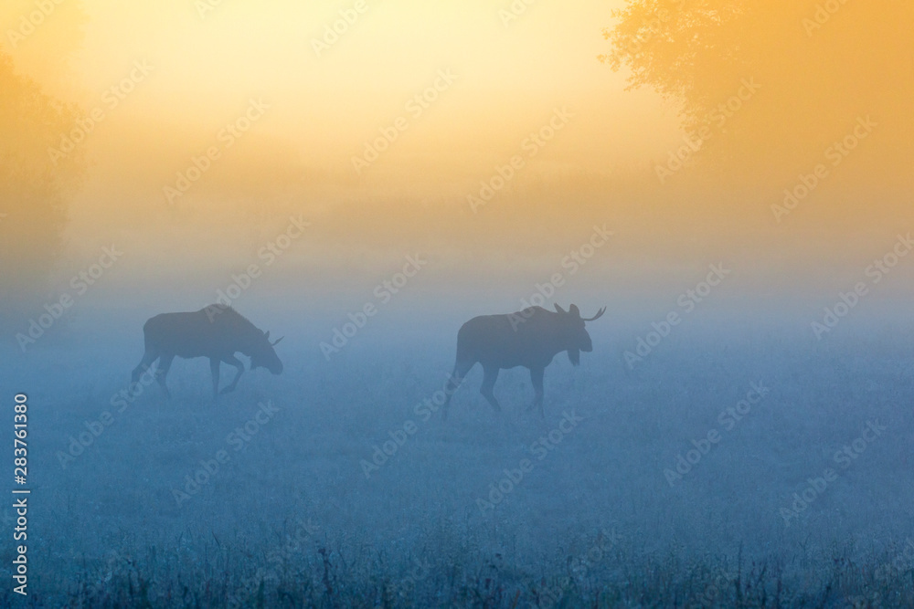 Bull mooses walk on a misty meadow at dawn Bull mooses walk on a misty meadow at dawn