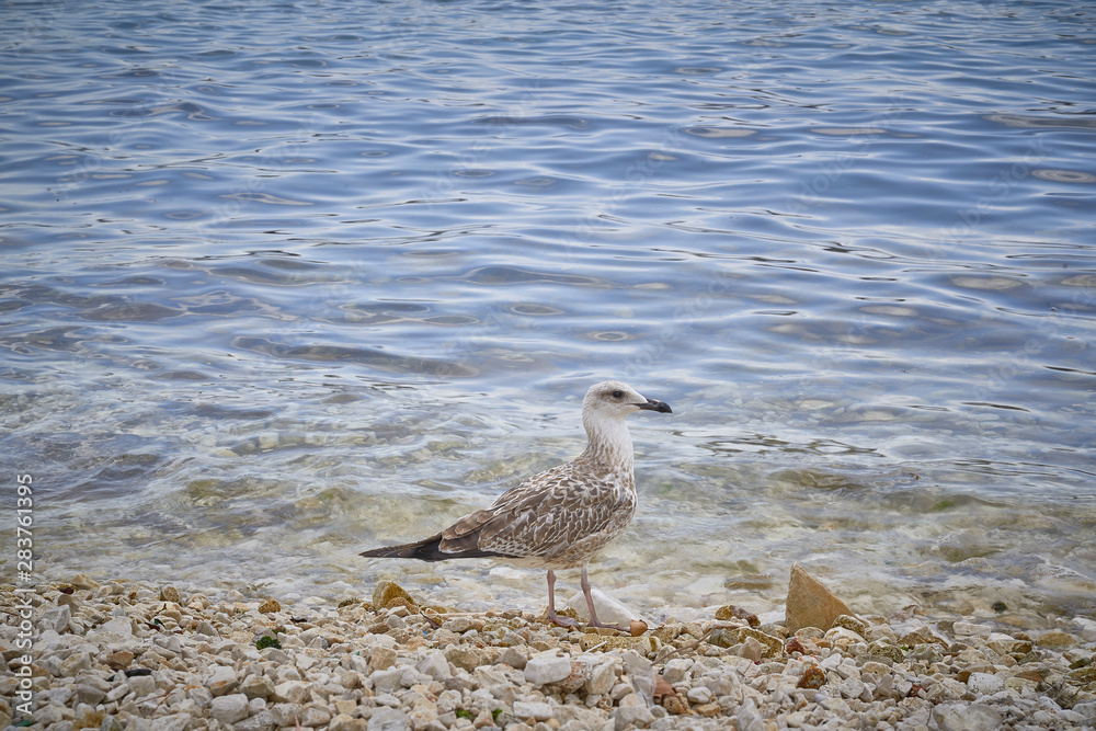 Seagull near the water Seagull near the water