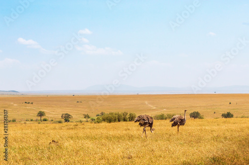 Ostriches in a beautiful savanna landscapes in Masai Mara, Kenya