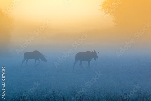 Bull mooses walk on a misty meadow at dawn