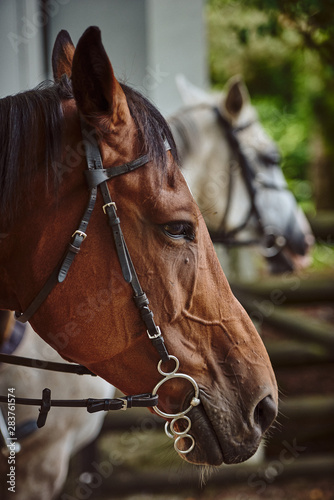Portrait of a brown horse with a bridle © PHOTOLIFESTYLE