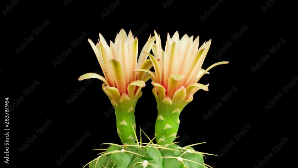 Beautiful time lapse of a cactuse flower opening up